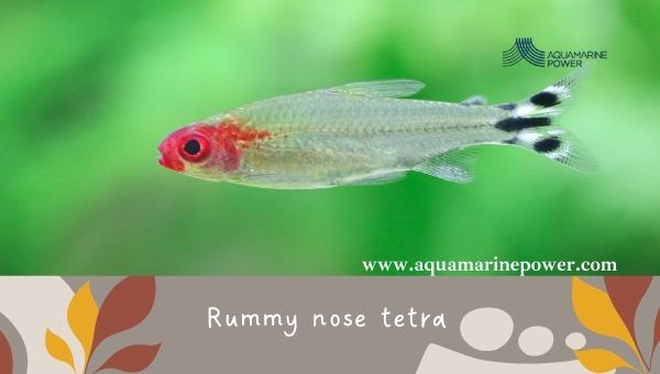 Fish For 5 Gallon Tanks Rummy nose tetra