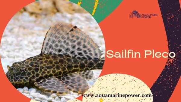 Types Of Plecos Sailfin Pleco