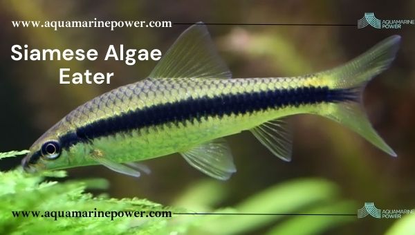 Siamese Algae Eater Pond Fish