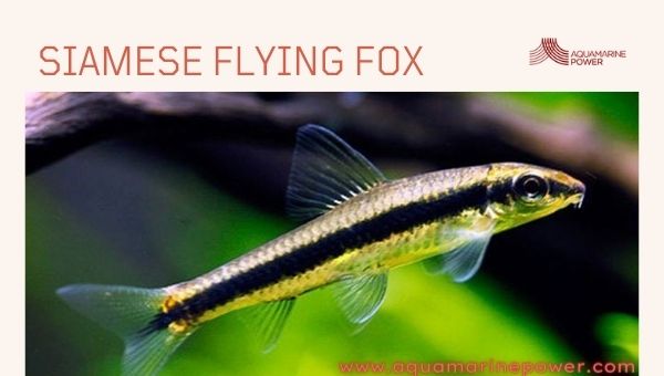 Siamese Flying Fox Cold Water Fish