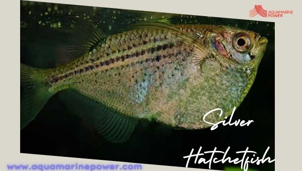 Silver Hatchetfish Cold Water Fish