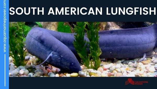 South American Lungfish Cold Water Fish