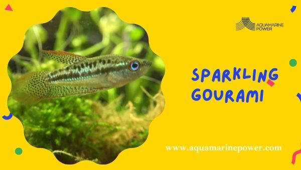 Fish For 5 Gallon Tanks Sparkling Gourami