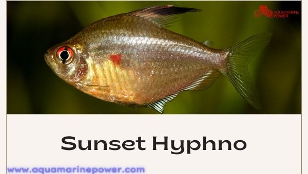 Sunset Hyphno Cold Water Fish