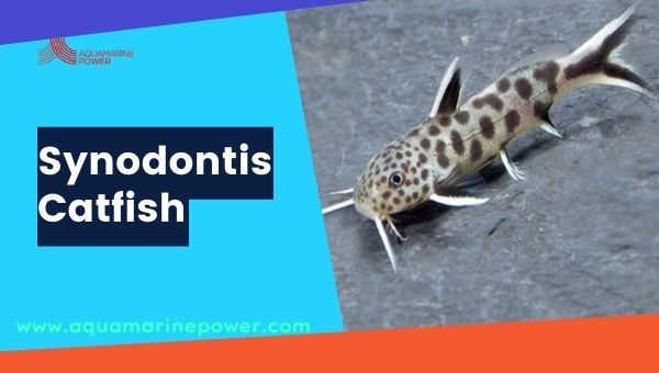 Synodontis Catfish Cold Water Fish