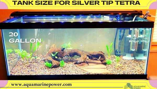  Silver Tip Tetra Tank size