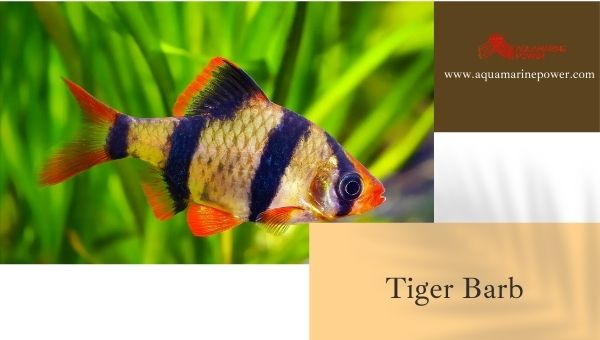 Tiger Barb Cold Water Fish