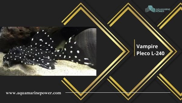 Vampire Pleco L-240 origin