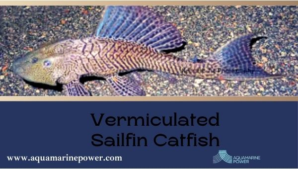 Types Of Plecos Vermiculated Sailfin Catfish