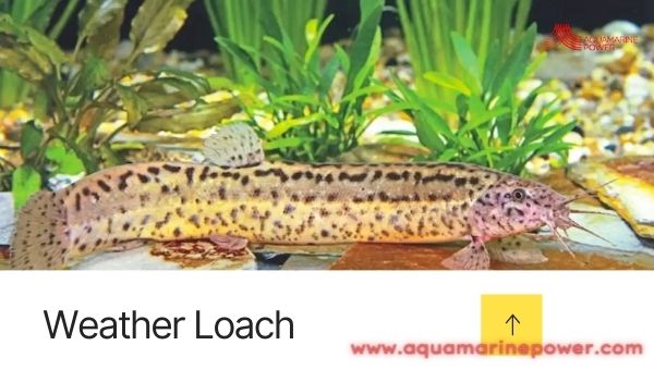 weather Loach Cold Water Fish