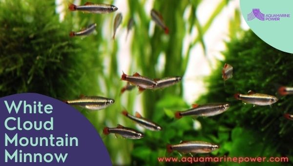 Fish For 5 Gallon Tanks White cloud minnow