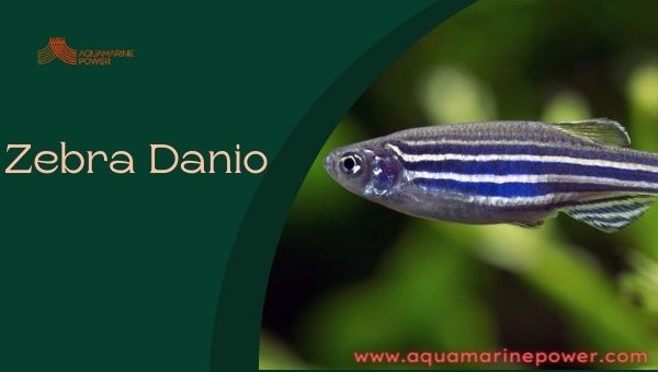 Zebra Danio Cold Water Fish