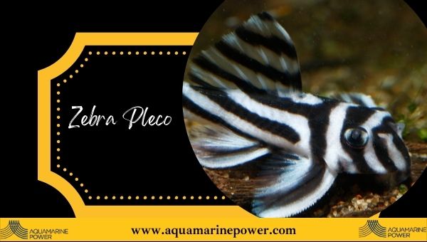 Types Of Plecos Zebra Pleco