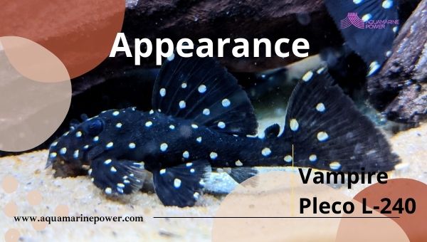 Vampire Pleco L-240 appearance