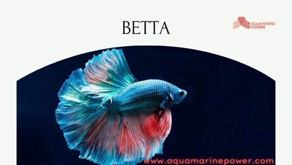 Betta Cold Water Fish