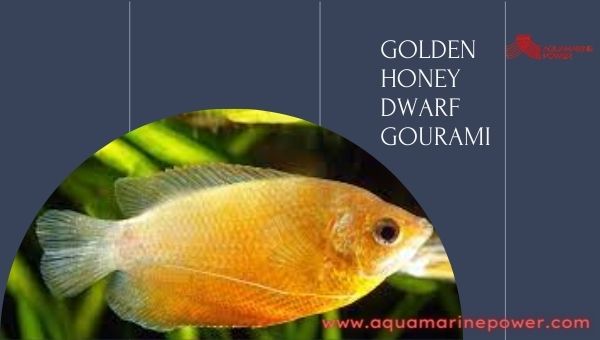 Golden Dwarf Gourami cold Water Fish