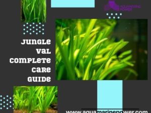jungle val