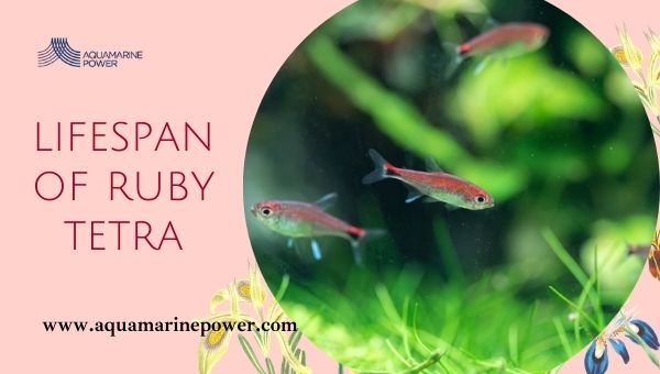 Average Lifespan of Ruby Tetra