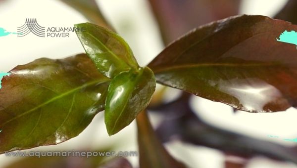 Ludwigia Repens