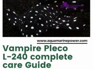 Vampire Pleco L-240