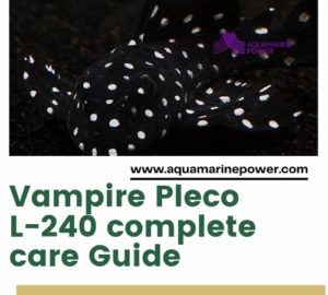 Vampire Pleco L-240