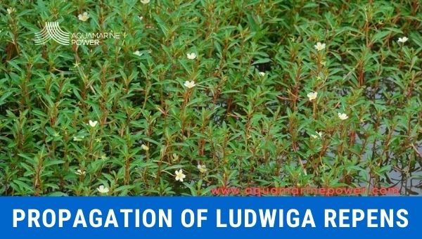 propagation of Ludwigia Repens
