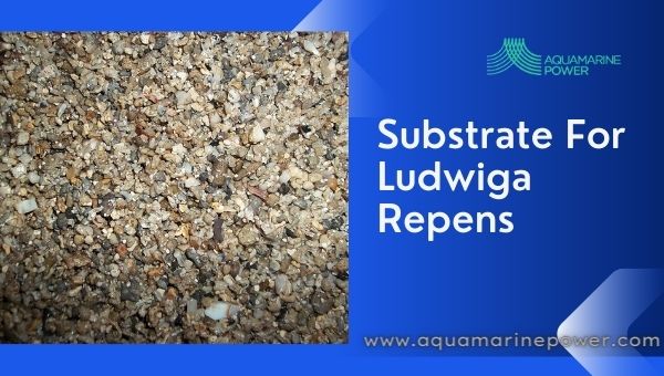 substrate For Ludwigia Repens