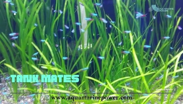 Jungle Val tank mates