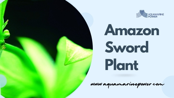Amazon Sword Plant