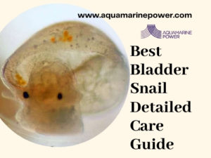 Bladder Snail