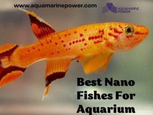 Nano Fish