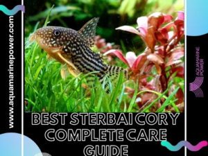 Sterbai Cory