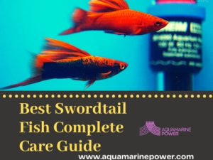 Best Swordtail Fish Complete Care Guide