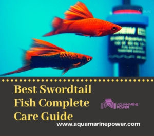 Best Swordtail Fish Complete Care Guide