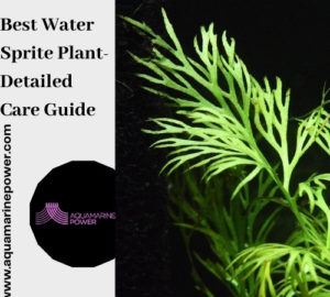 Water Sprite Plant
