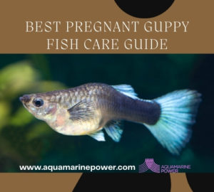 Pregnant Guppy Fish