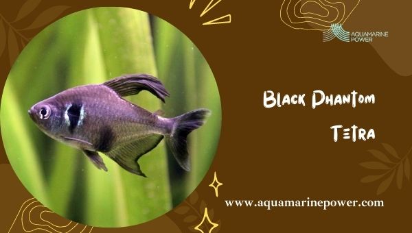 Types Of Tetra Black Phantom Tetra