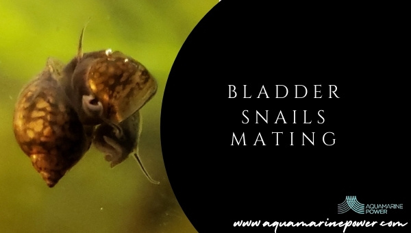 bladder snail