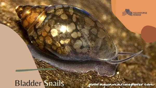 Bladder Snail