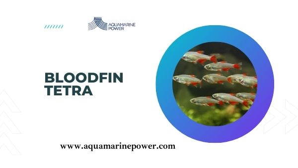 Types Of Tetra Bloodfin Tetra