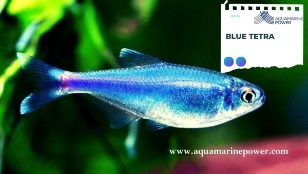 Types Of Tetra Blue Tetra