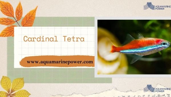 Nano Fish Cardinal Tetra