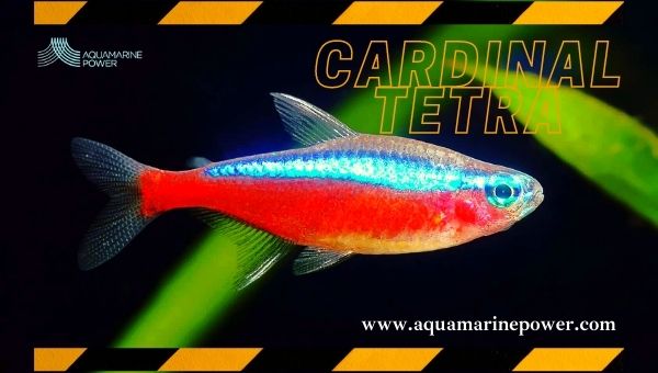 Types Of Tetra Cardinal Tetra