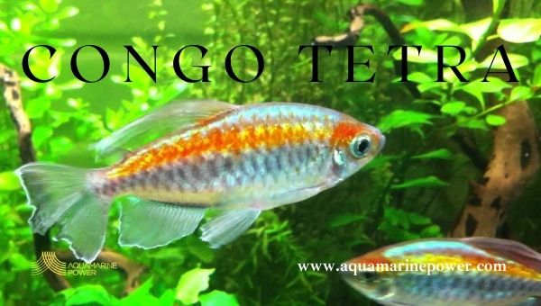 Types Of Tetra Congo Tetra