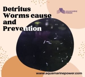 Detritus Worms