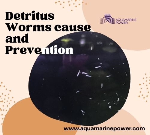 Easy Methods To Prevent and Remove Detritus Worms (2022)
