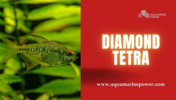 Types Of Tetra Diamond Tetra