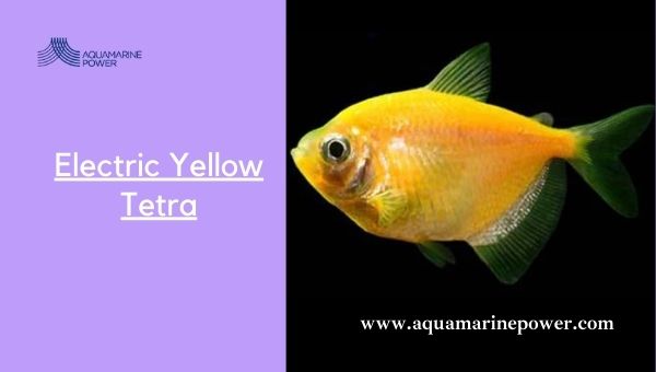 Types Of Tetra Electric Yellow Tetra