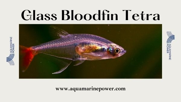 Types Of Tetra glass bloodfin Tetra