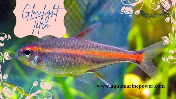 Types Of Tetra Glowlight Tetra